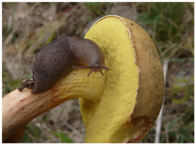 Alcuni Limax millepunctatus dal Gargano (FG)